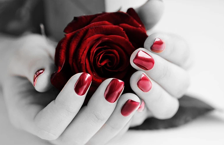 Czerwona róża w rękach